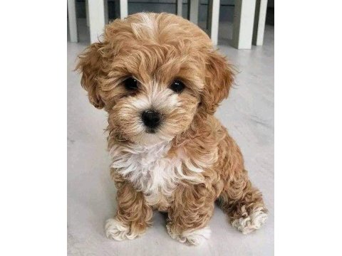 Adrese Teslim Ve Kapıda Ödeme Mevcut Maltipoo