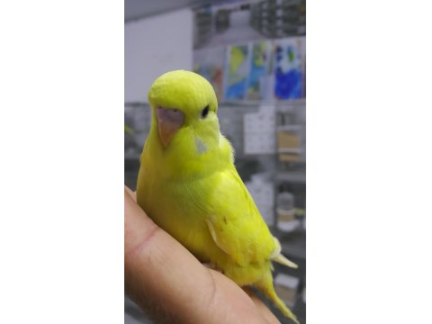 Alıştırmalık Konuşturmalık Muhabbet Kuşu Yavrular