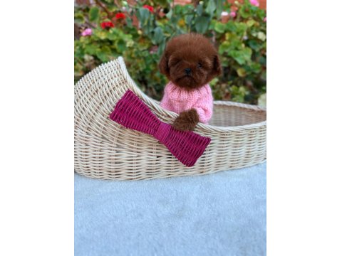 Toy Poodle Köpeğimiz