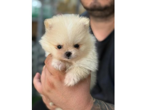 Pomeranian Erkek Yavruları