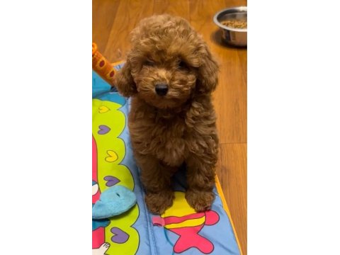 Mükemmel Anatomide Poodle Bebekler