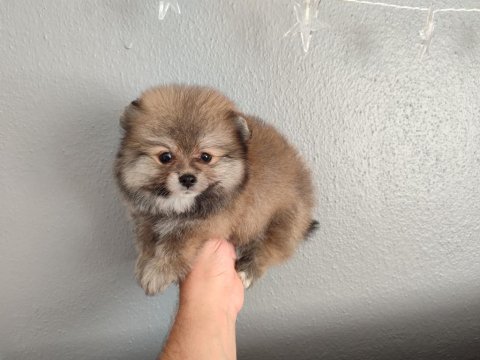 Pomeranian Teddy