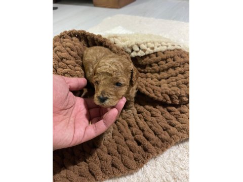 Teacup Toy Poodle Yavrular