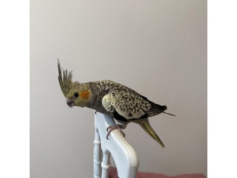 Sultan Papağanımız Sahiplendirilecektir