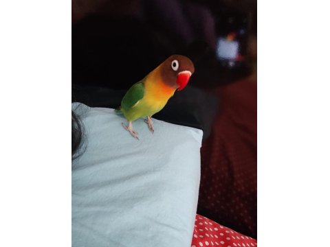 Dişi Cennet Papağanımız
