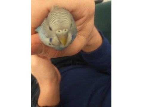 Genç Muhabbet Kuşumuz Erkek Yavru İle Takas Olabilir