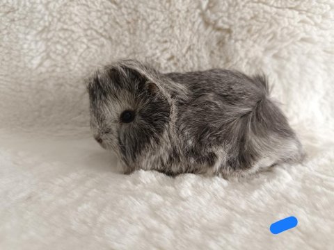Yavru Guinea Pig