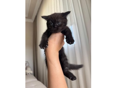 British Shorthair Yavru Kediler