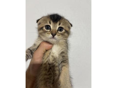 Scottish Fold 50 Günlük Yavru Kediler