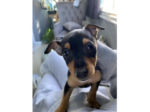 Erkek Minyatür Pinscher 2 Aylık