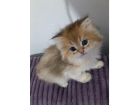 Pofuduk British Longhair Güzellikler