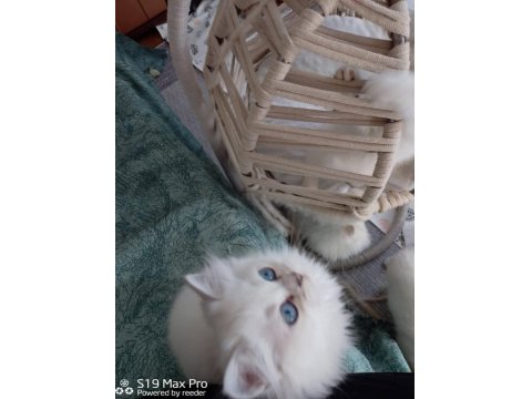 A Kalite British Shorthair Arayanlara