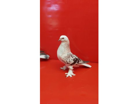 Şebap Mavi Çakmaklı Güvercin