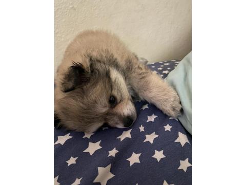 2 Aylık Erkek Yavru Pomeranian