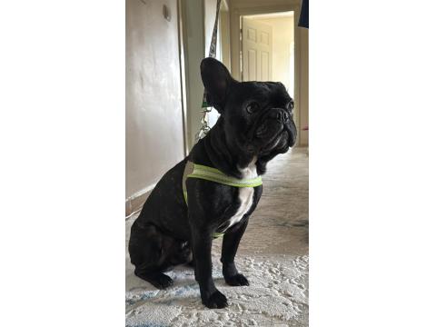 1.5 Yaşında Full Eğitimli Siyah French Bulldog (Ev Köpeği)