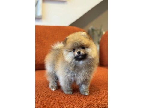 Orange Erkek Pomeranian Boo