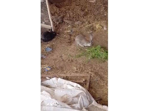 Sağlıklı Tavşanlar