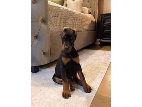 Sağlık Ve Irk Garantili Doberman