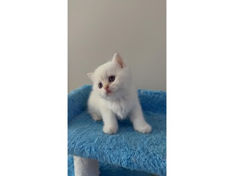 British Shorthair Golden Point Dişi & Erkek Yavrular