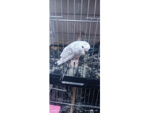 30 Günlük Ele Kola Alıştırmalık Muhabbet Kuşları