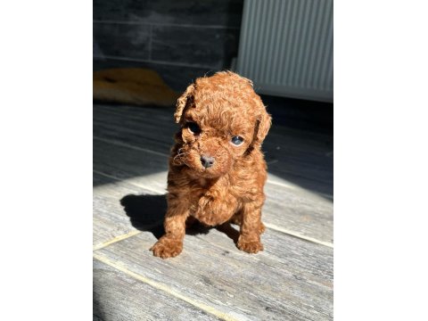 Kore Red-Brown Toy Poodle Yavrularımız