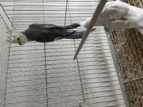 Toplu Mutasyon Sultan Papağanı Takımlar Ve Ekipmanlar