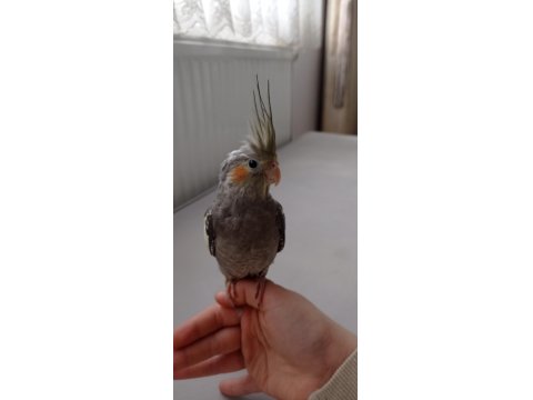 Erkek Yavru Sultan Papağanı 3 Aylık Ele Alışık Evcil Papağanımız