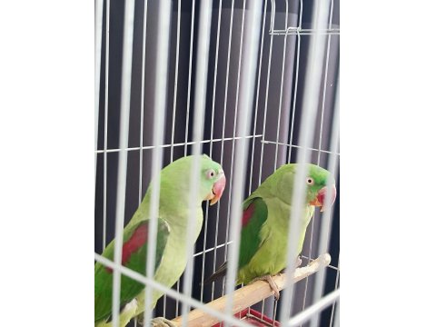 Erkek Ve Dişi Alexander Papağanı (İskender Papağanı)