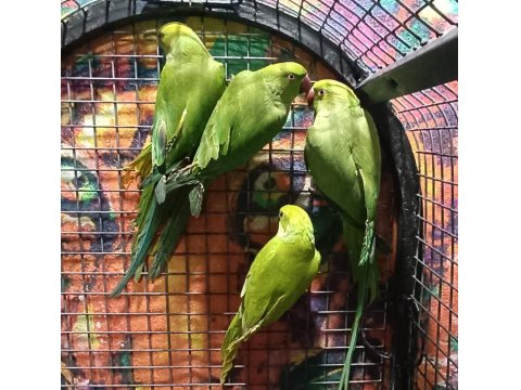 Kapalı Bilezik Pakistan Papağanlarımız