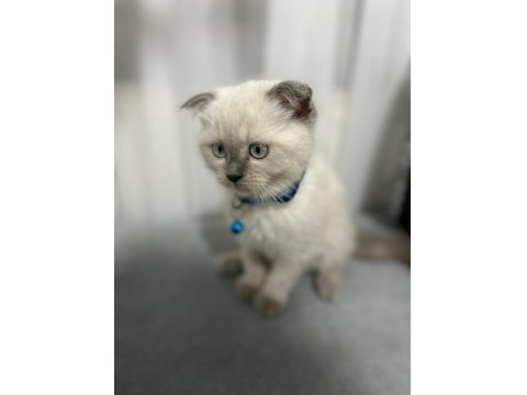 Scottish Fold Kedimiz