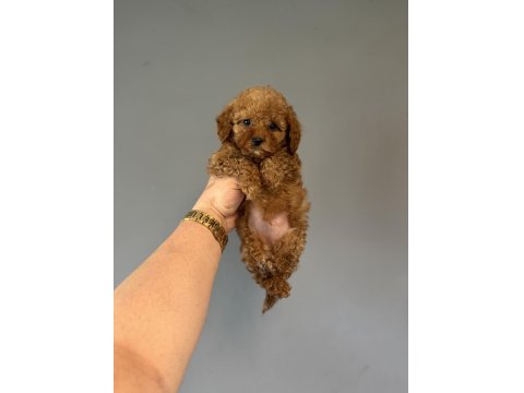 A Kalite Toy Poodle Aşılı Bebeklerimiz