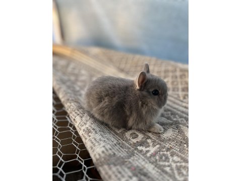 Hollanda Cüce Tavşan