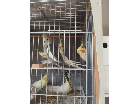 Sultan Papağanı Ev Üretimi