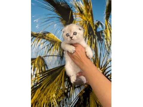 Irk Ve Sağlık Garantili Scottish Fold Bebekler