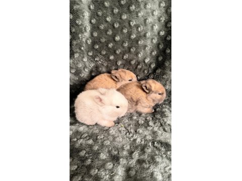 Orijinal Cüce Tavşan Yavruları İstanbul