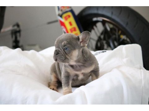 Exotic French Bulldog Yavruları
