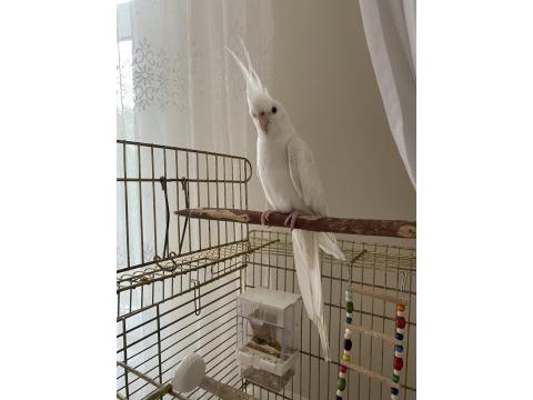 Albino Sultan Papağanı Cinnamon