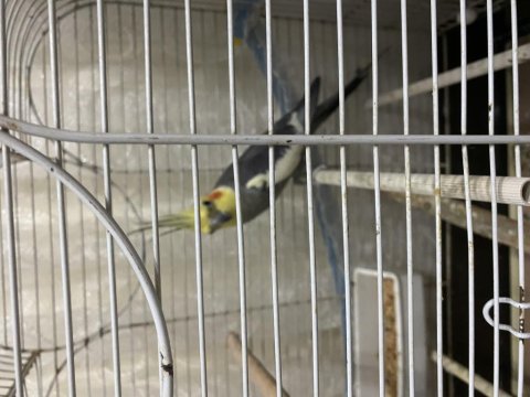 Grey Erkek Damızlık Sultan Papağanı