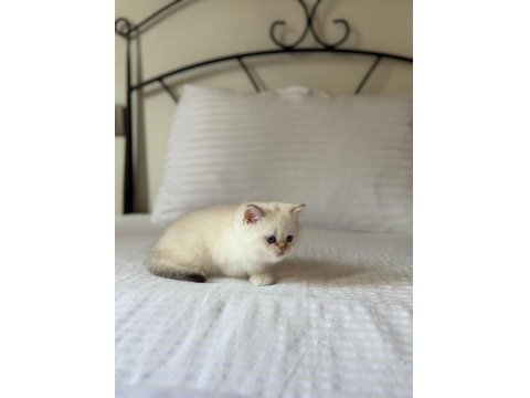 British Shorthair Golden Point
