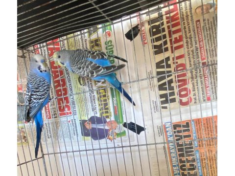 Mavi Renkli Takım Muhabbet Kuşu