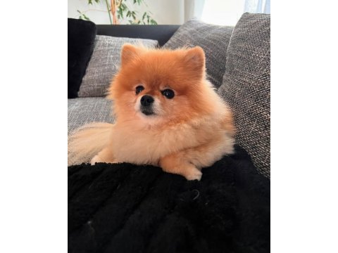 1 Yaşında Kadayıf Pomeranian İyi Aileden