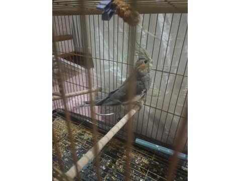 Sevimli Ele Alıştırmalık Sultan Papağanı