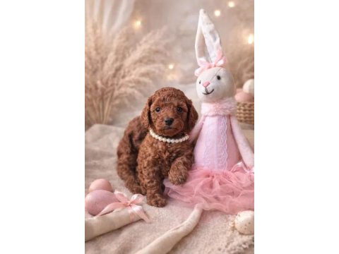 A Kalite Kıvır Kıvır Poodle Yavrularımız