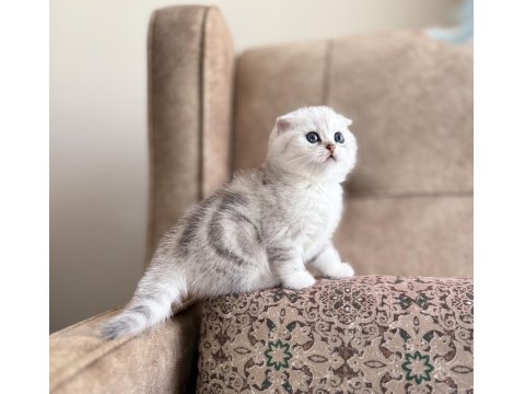 Wcf Kayıtlı Scottish Fold Shorthair Özel Yavrumuz