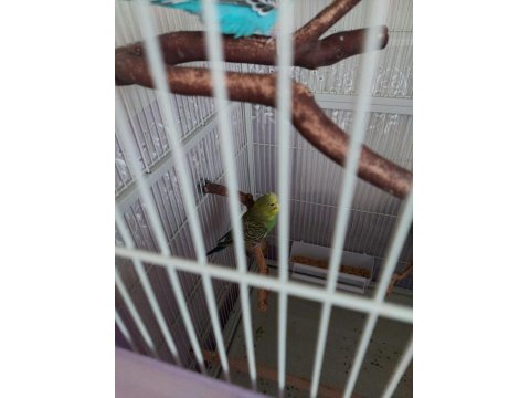 Muhabbet Kuşlarımız