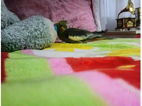 Sultan Papağanı (Ele Gelir)