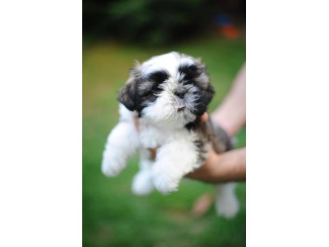 Ev Ortamında, Anne Altından Harika Shih Tzu Bebekler