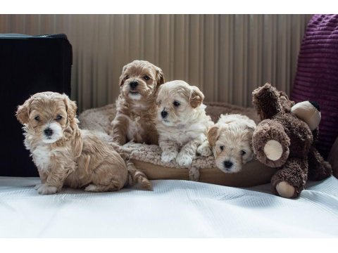 Ruhsatlı İşletmeden Mini Maltipoo Köpekler