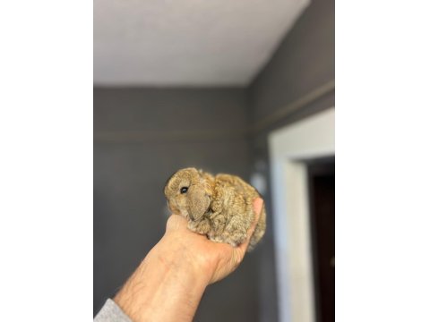 Safkan Evcil Yavru Tavşanlar Her Yere Gönderim