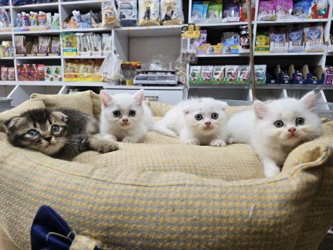 British Shorthair Yavrularımız